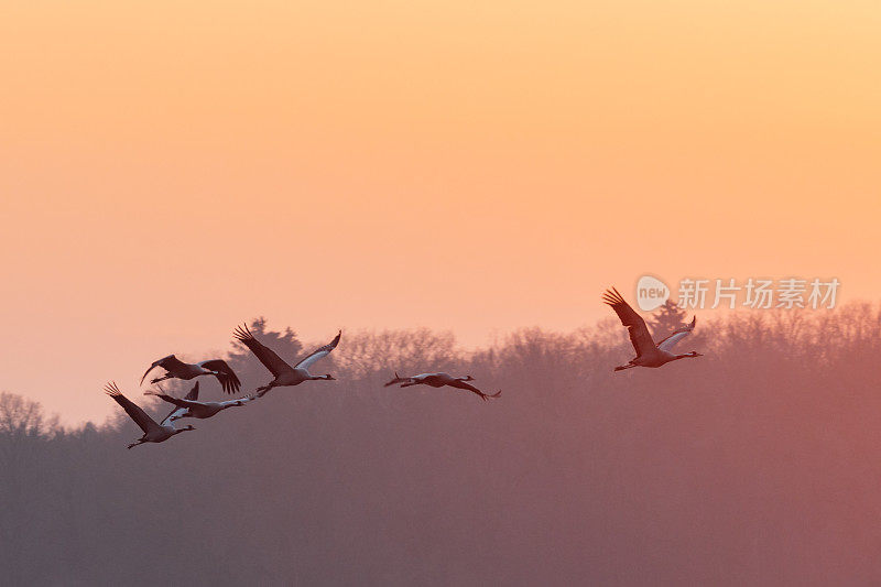 一组普通的起重机(Grus Grus)在夕阳下飞行